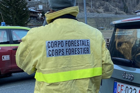 Corpo forestale