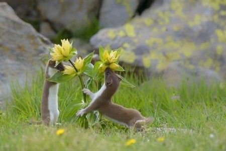 Fotografare il Parco - Valter Pallaoro