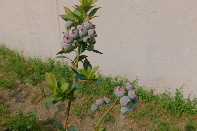 Progetto Piccoli Frutti