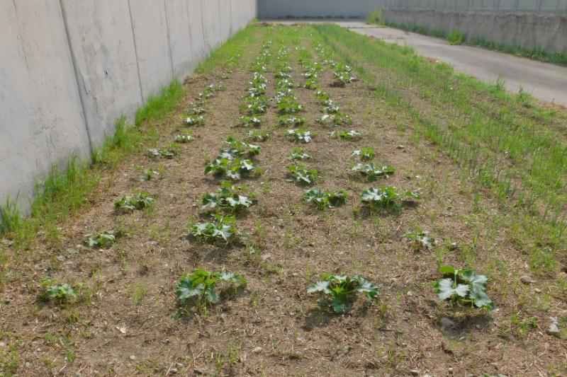 Progetto Piccoli Frutti