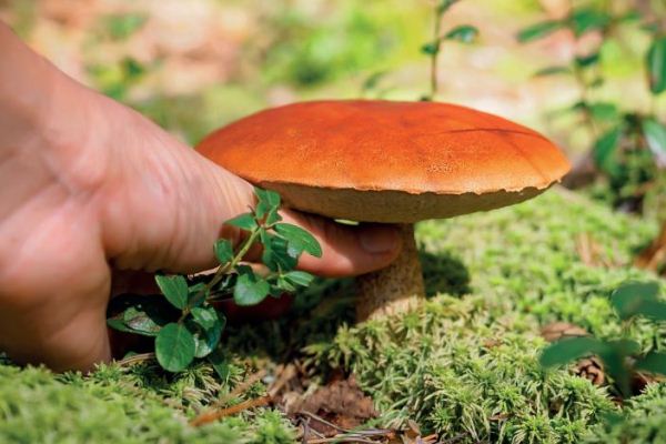 Iscrizioni aperte al corso dell'Ausl sui funghi