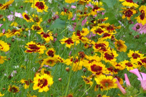 Fiori Fiori