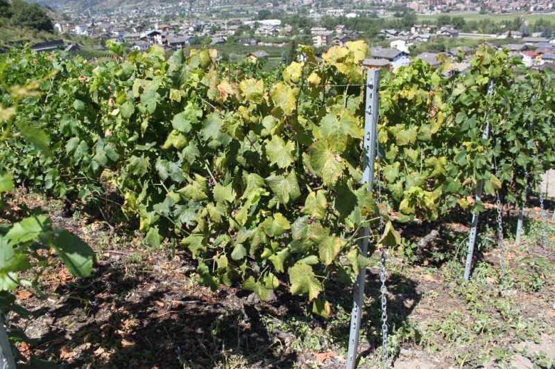 Flavescenza dorata Flavescenza dorata