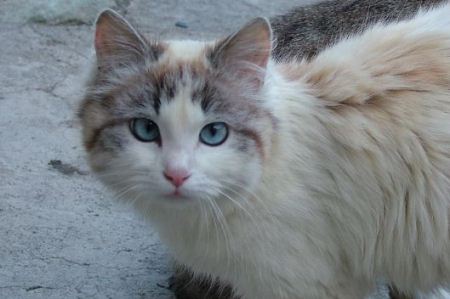 gatto