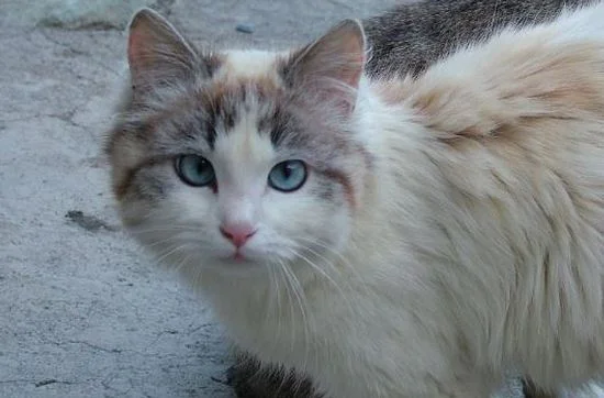 Aosta, raccolta di fondi e alimenti per gli animali di compagnia