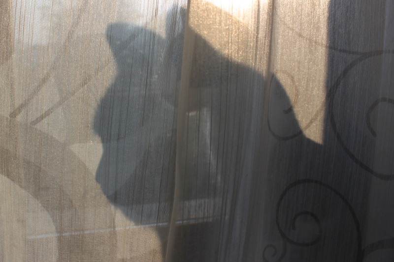 Gatto