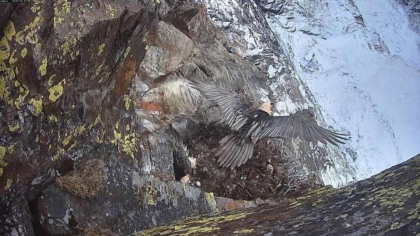 Tre nidi di gipeto nelle valli valdostane del Parco Nazionale Gran Paradiso