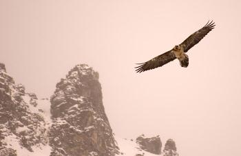 gipeto (foto Parco Nazionale Gran Paradiso)