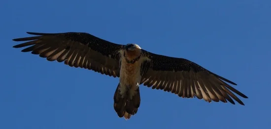 Un altro piccolo di gipeto nato in Valle d'Aosta ha spiccato il volo