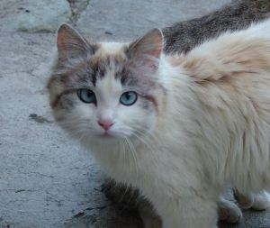 Gatto1
