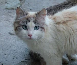 Il Celva alla ricerca di veterinari per la microchippatura dei gatti randagi in Valle d'Aosta