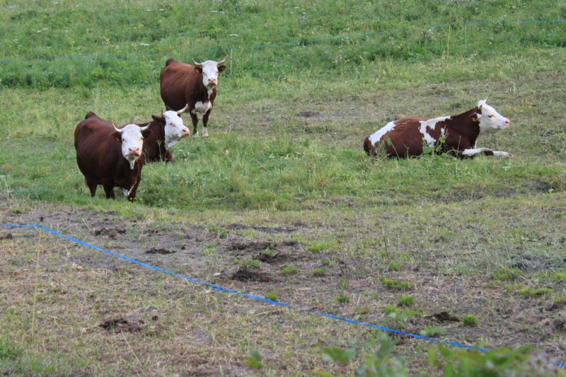 La Valle d'Aosta presente al salone Vaches en Piste