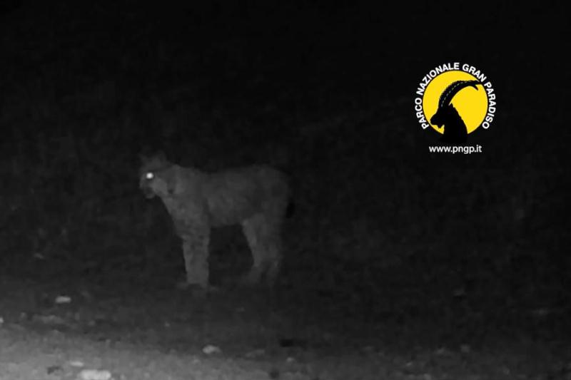 Lince
