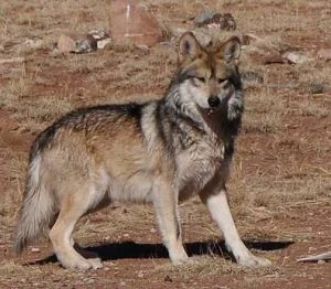Lupo, ambientalisti valdostani contro gli abbattimenti: "inutili e dannosi"