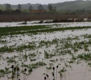 Agricoltura, Commissione lavora a testo unico per aiuti su danni causati da calamità naturali