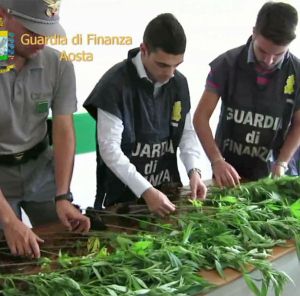 24 piante di marijuana sequestrate ad un aostano cinquantenne - VIDEO