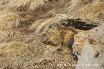 marmotta (archivio PNMA)