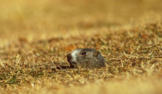 Il 5 x 1000 al Parco Nazionale Gran Paradiso va alle marmotte