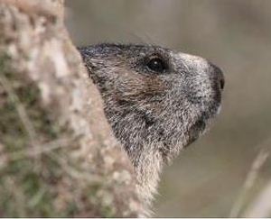 Il Parco del Gran Paradiso presenta il suo primo bilancio di sostenibilità