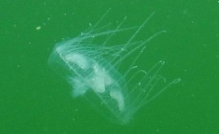 Meduse nei laghi di Brissogne: la Regione conferma l'avvistamento