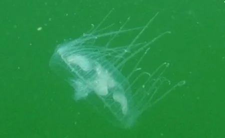 Meduse nei laghi di Brissogne: la Regione conferma l'avvistamento