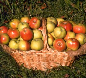 Iniziative per le scuole nella Giornata mondiale dell'alimentazione 2014