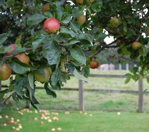 Psr, Testolin conferma difficoltà di accesso per agricoltori valdostani