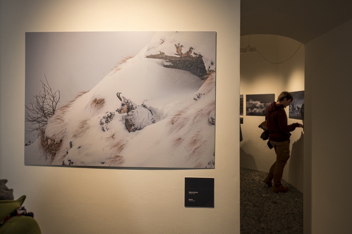 Al Forte di Bard una mostra curata col Parco Nazionale Gran Paradiso