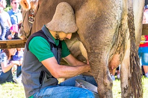 Un valdostano a Brescia per il Campionato del mondo di mungitura