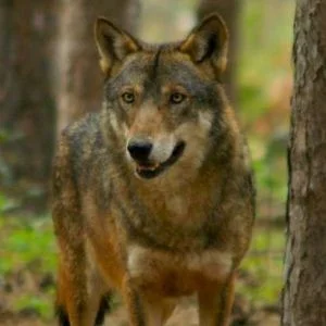 Lupa uccisa con colpo di arma da fuoco a Châtillon