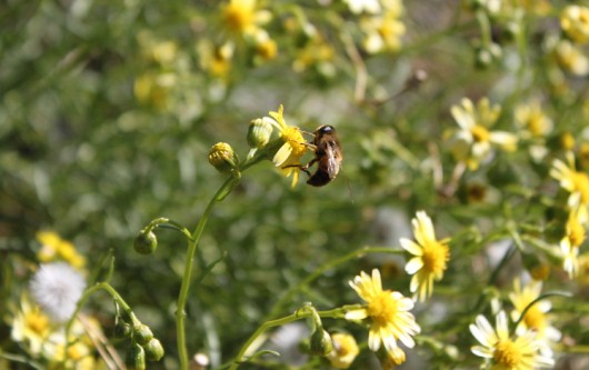 primavera