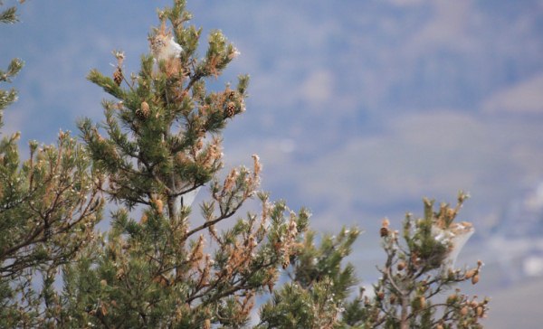 processionaria del pino