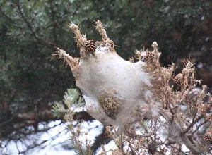 Aosta, al via i trattamenti contro la processionaria del pino