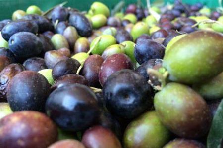 Crisi del latte, boom delle olive: l'economia agricola valdostana davanti alla sfida dei cambiamenti
