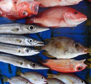 Controlli sulla filiera ittica: in Valle d'Aosta sanzioni per 18mila euro