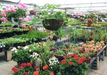 piante e fiori