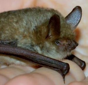 Chi li ha visti? Serata pubblica a Saint-Pierre sui pipistrelli