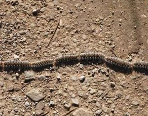 Processionaria del pino, "sì" a risoluzione per rafforzare la lotta al parassita