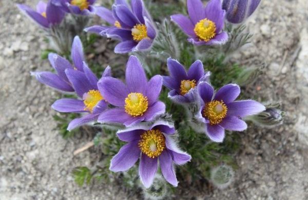 Pulsatilla Pulsatilla