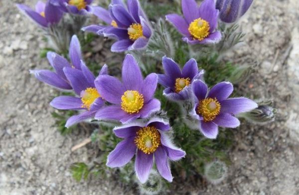 Pulsatilla