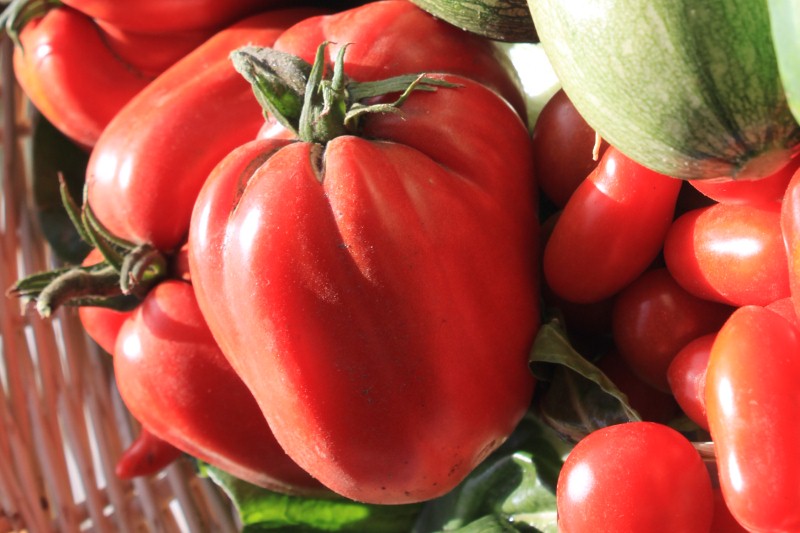 Pomodori dell'orto Pomodori dell'orto