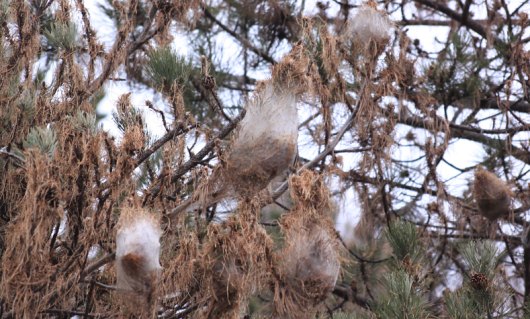 Processionaria-pino2x530