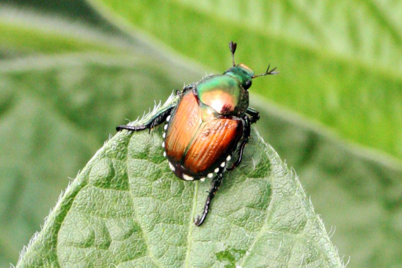 Incontro a Donnas sulla Popillia Japonica