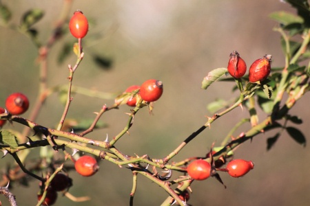 Rosa Canina