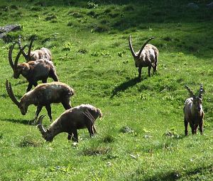 15mila euro al Parco Nazionale Gran Paradiso per sostenere la ricerca