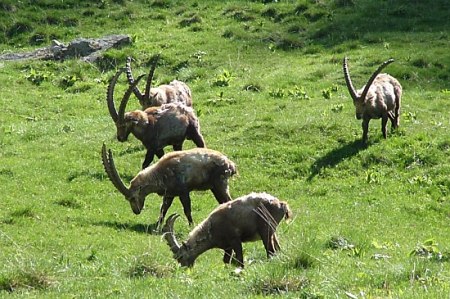 Parco nazionale Gran Paradiso