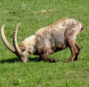 I parchi nazionali, un valore aggiunto per le economie locali