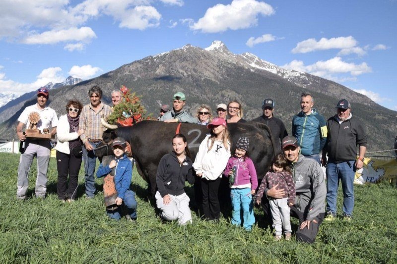 Batailles de Reines: a Gignod vincono Caprice, Malizia e Bambinò