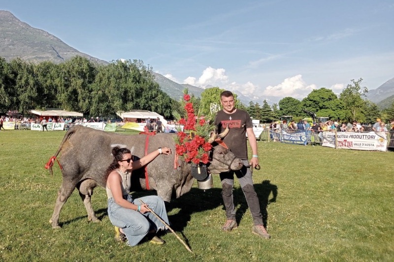 Batailles de Reines, quasi 200 bovine si sono sfidate a Pollein