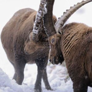 Lo studio sull'indebolimento genetico degli stambecchi pubblicato sulla prestigiosa rivista "Proceedings B"